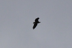 Haliaeetus albicilla