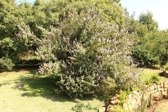 Pseudocaryopteris bicolor