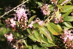 Pseudocaryopteris bicolor