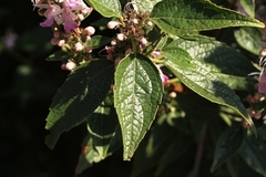 Pseudocaryopteris bicolor