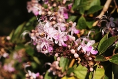 Pseudocaryopteris bicolor