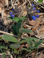 Pulmonaria mollis