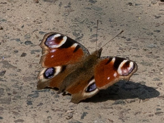 Aglais io