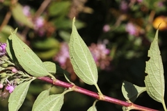 Pseudocaryopteris bicolor