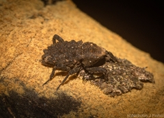 Poropterus variabilis