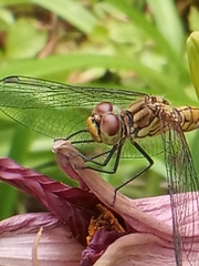 Sympetrum sanguineum
