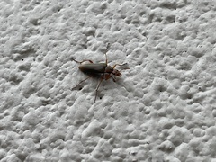 Cephaloon lepturides