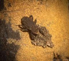 Poropterus variabilis