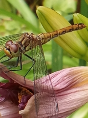 Sympetrum sanguineum