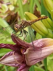Sympetrum sanguineum