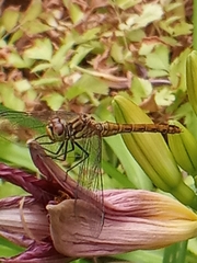 Sympetrum sanguineum