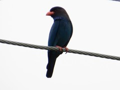 Eurystomus orientalis