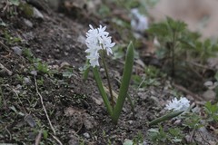 Puschkinia scilloides