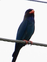 Eurystomus orientalis