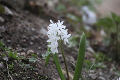 Puschkinia scilloides