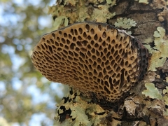Hexagonia nitida