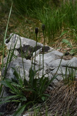 Leontodon tenuiflorus