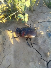 Synapsis tmolus