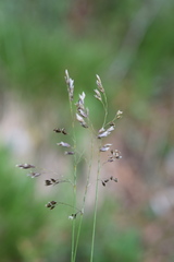 Anthoxanthum australe