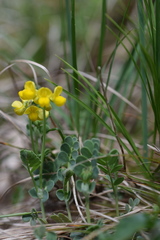 Coronilla vaginalis