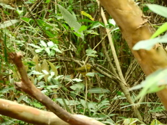 Myiothlypis flaveola