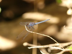 Trithemis furva