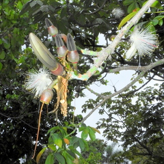Pseudobombax grandiflorum