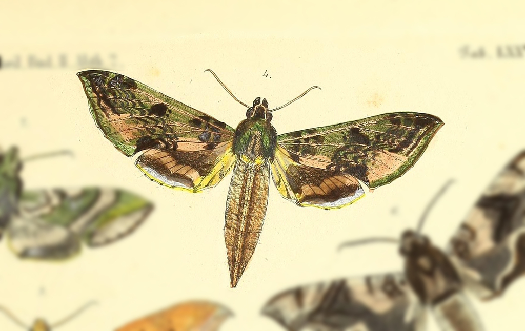 Xylophanes fusimacula