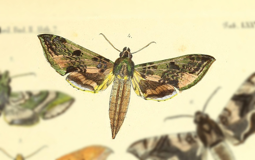 Xylophanes fusimacula