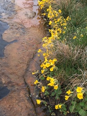 Erythranthe thermalis