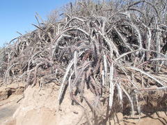 Stenocereus standleyi