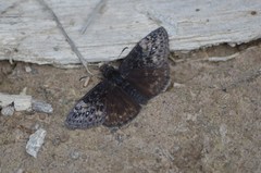 Erynnis icelus