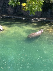 Hippopotamidae
