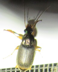 Chlaenius tricolor