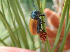 Labidostomis taxicornis