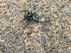 Thiania bhamoensis