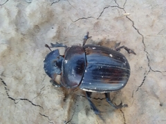 Synapsis tmolus