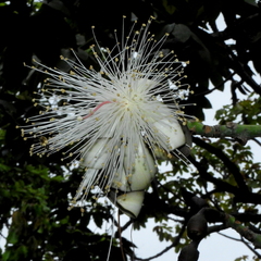 Pseudobombax grandiflorum