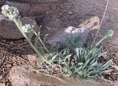 Oreocarya suffruticosa