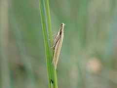 Pleurota aristella