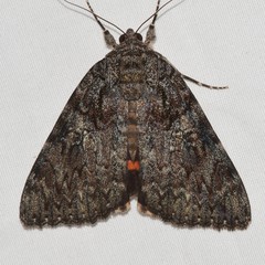 Catocala umbrosa