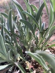 Oreocarya suffruticosa