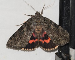 Catocala umbrosa