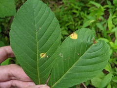 Puccinia andropogonis