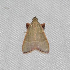 Basacallis tarachodes