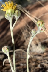 Hymenopappus filifolius lugens