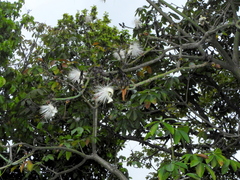 Pseudobombax grandiflorum