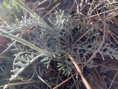 Hymenopappus filifolius lugens