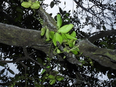 Dischidia major