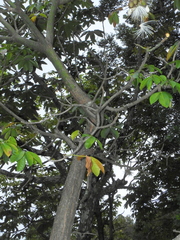 Pseudobombax grandiflorum